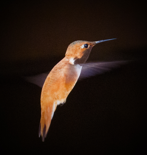 Rufous Hummingbird 1.jpg